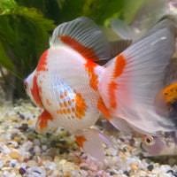 the-fish-farm Goldfish 9cm Ryukin Goldfish - Red & White one only - 5 Red & White Ryukin Goldfish - The Fish Farm