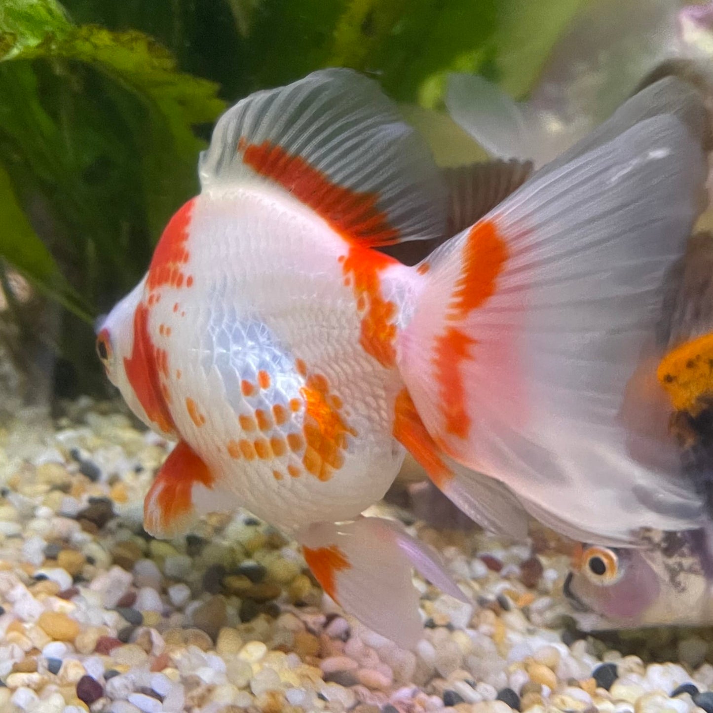 the-fish-farm Goldfish 9cm Ryukin Goldfish - Red & White one only - 5 Red & White Ryukin Goldfish - The Fish Farm