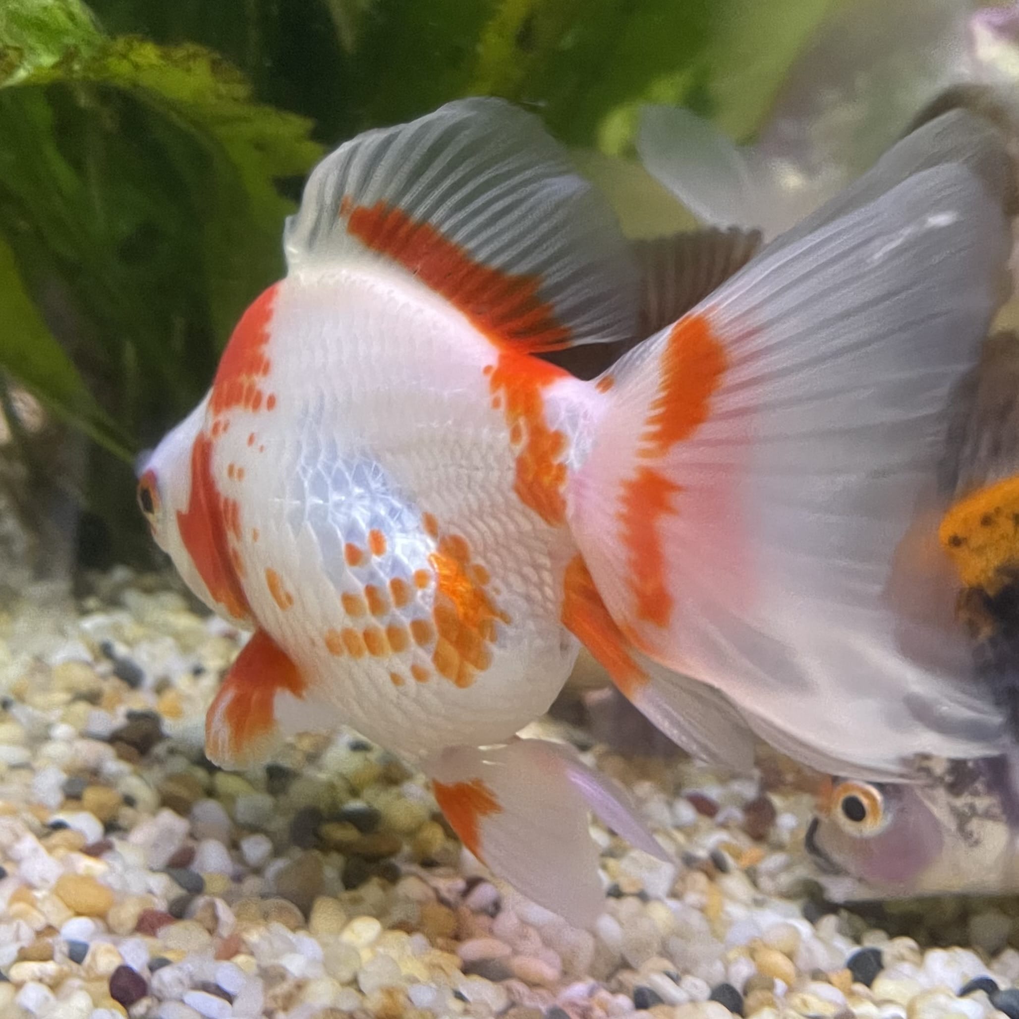 the-fish-farm Goldfish 9cm Ryukin Goldfish - Red & White one only - 5 Red & White Ryukin Goldfish - The Fish Farm