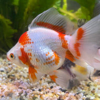the-fish-farm Goldfish 9cm Ryukin Goldfish - Red & White one only - 5 Red & White Ryukin Goldfish - The Fish Farm