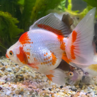 the-fish-farm Goldfish 9cm Ryukin Goldfish - Red & White one only - 5 Red & White Ryukin Goldfish - The Fish Farm