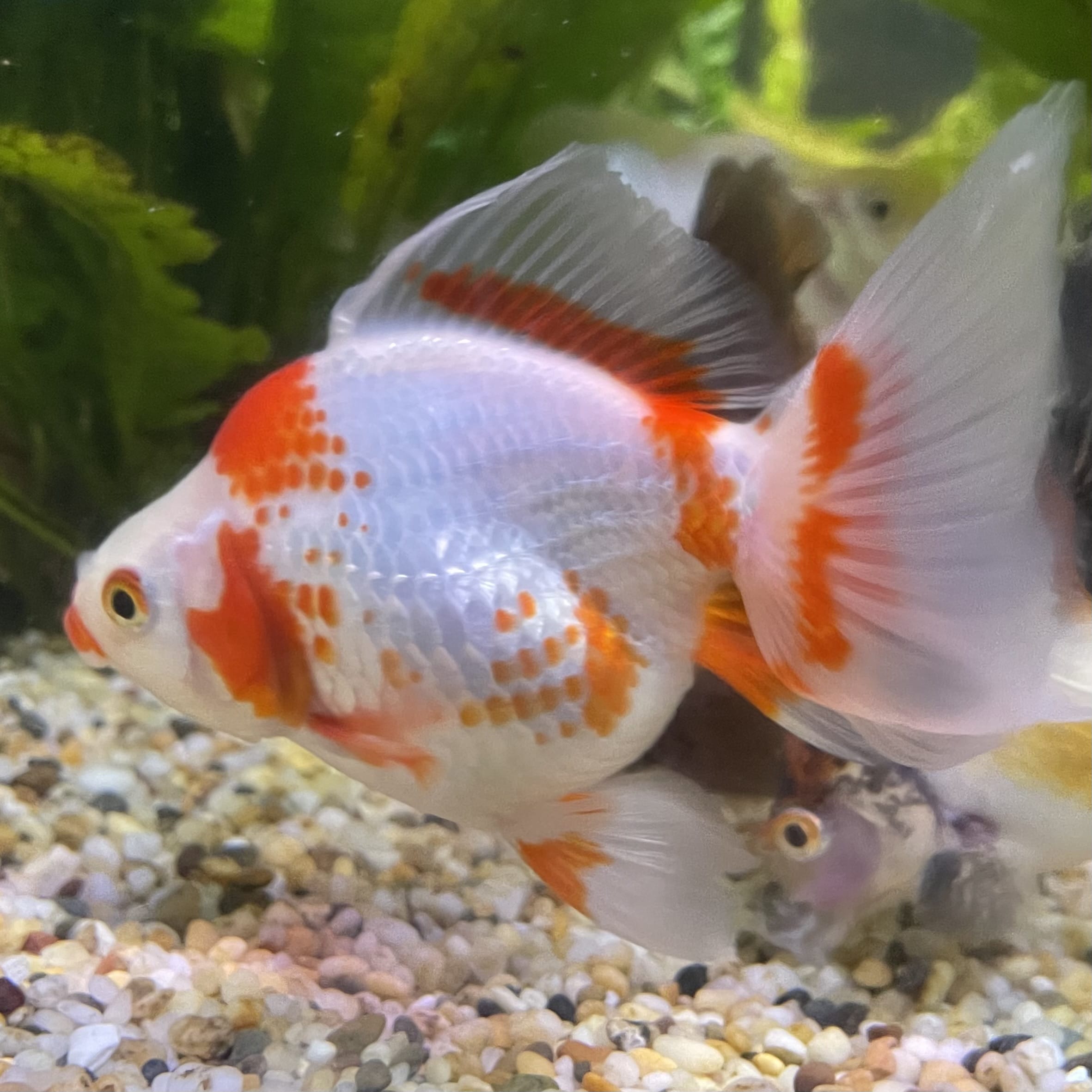 the-fish-farm Goldfish 9cm Ryukin Goldfish - Red & White one only - 5 Red & White Ryukin Goldfish - The Fish Farm