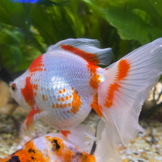 the-fish-farm Goldfish 9cm Ryukin Goldfish - Red & White one only - 5 Red & White Ryukin Goldfish - The Fish Farm