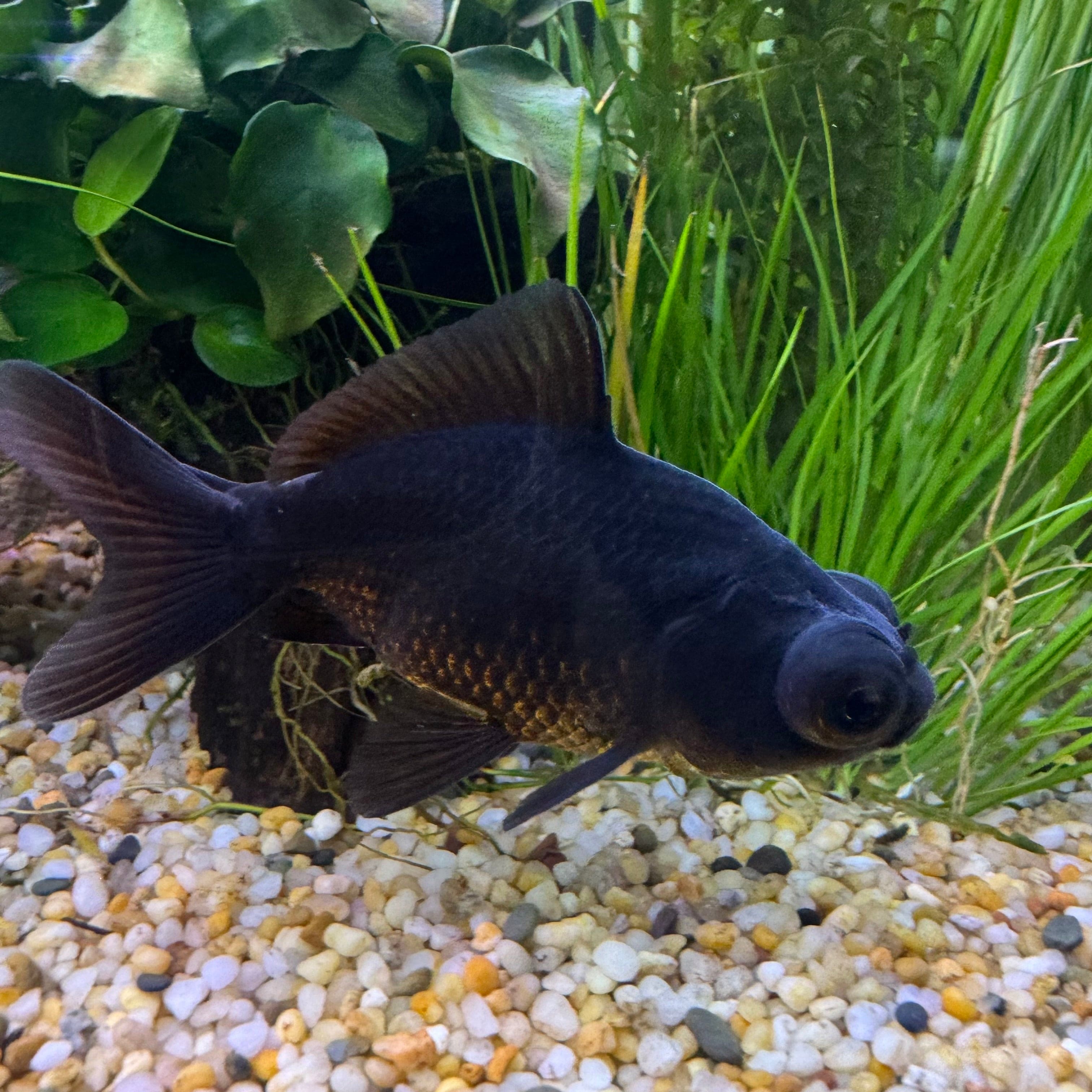 the-fish-farm Goldfish Black Moor Goldfish Black Moor Goldfish - The Fish Farm