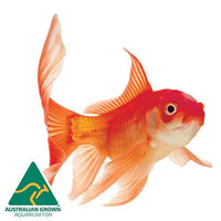 the-fish-farm Goldfish Comet Goldfish - Assorted Colours Assorted Comet Goldfish - The Fish Farm