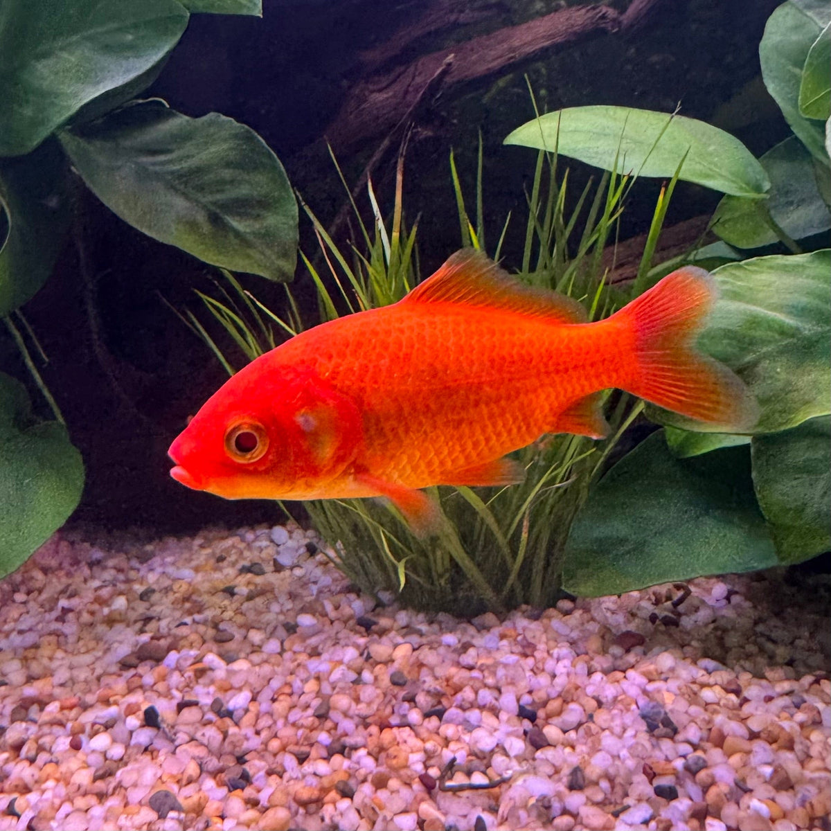 Assorted Comet Goldfish The Fish Farm assorted-comet-goldfish-the-fish-farm