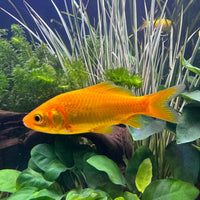 the-fish-farm Goldfish Comet Goldfish - Assorted Colours Assorted Comet Goldfish - The Fish Farm