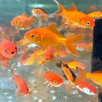 the-fish-farm Goldfish Comet Goldfish - Assorted Colours Assorted Comet Goldfish - The Fish Farm