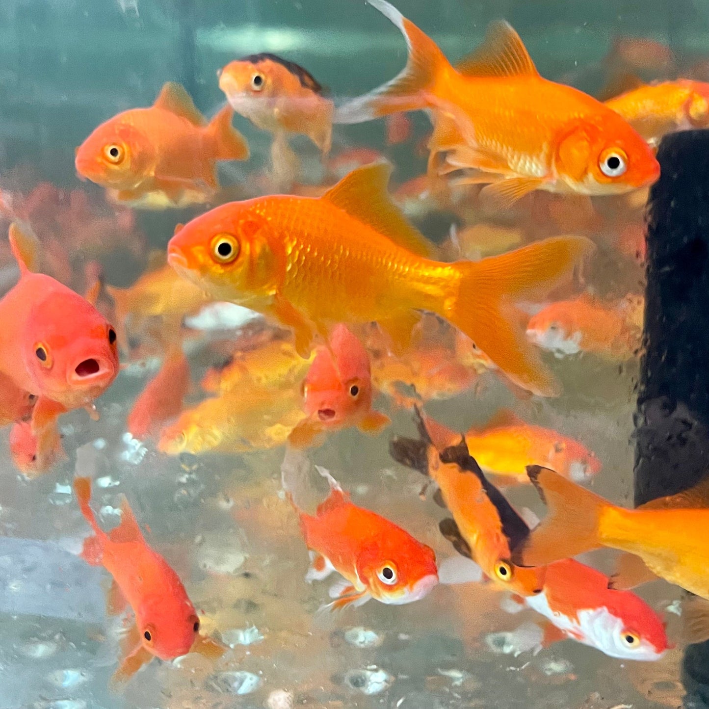 the-fish-farm Goldfish Comet Goldfish - Assorted Colours Assorted Comet Goldfish - The Fish Farm