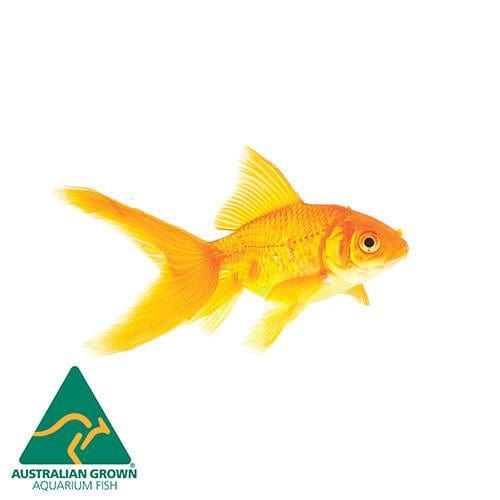 the-fish-farm Goldfish Comet Goldfish - Golden Golden Comet Goldfish - The Fish Farm