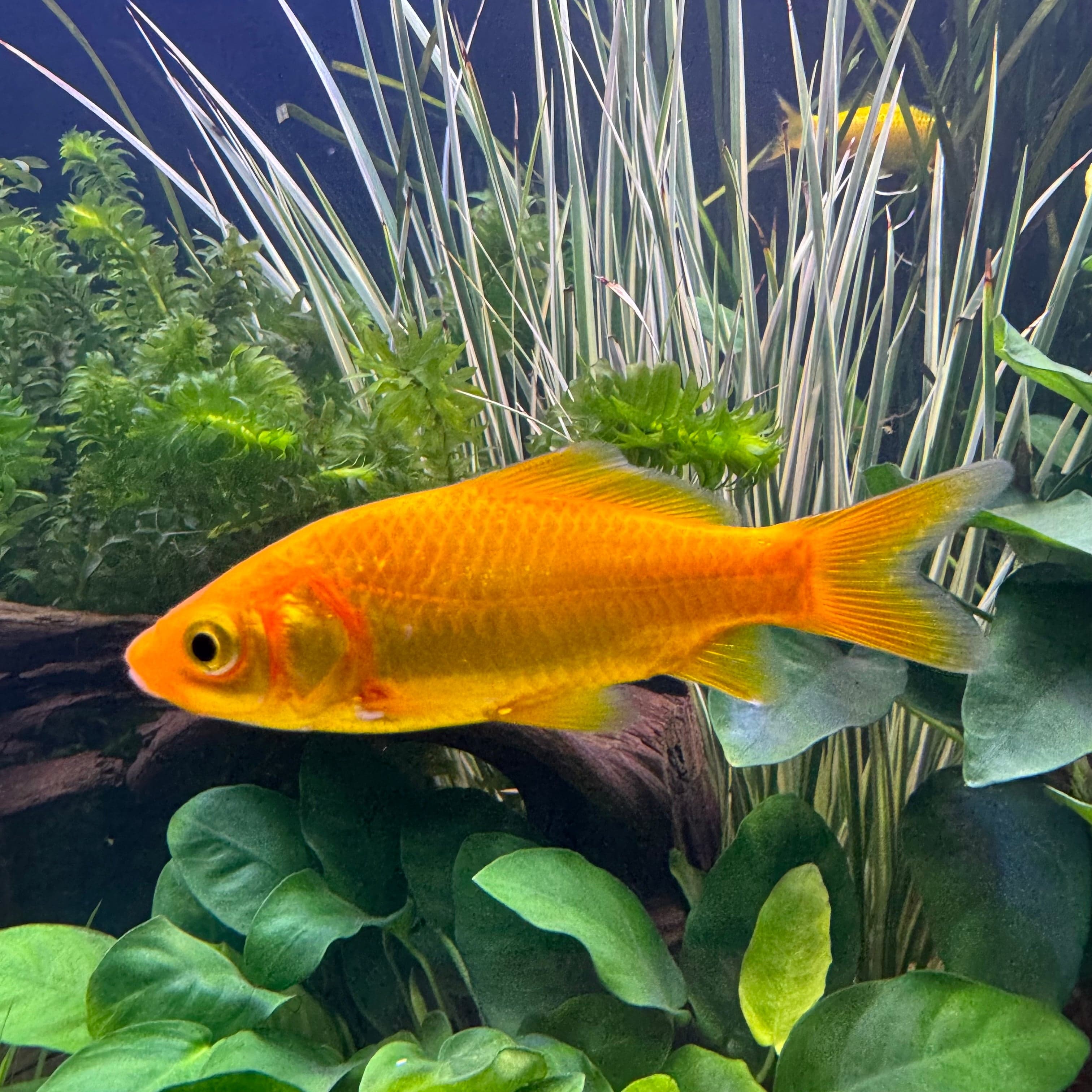 Golden tropical fish best sale