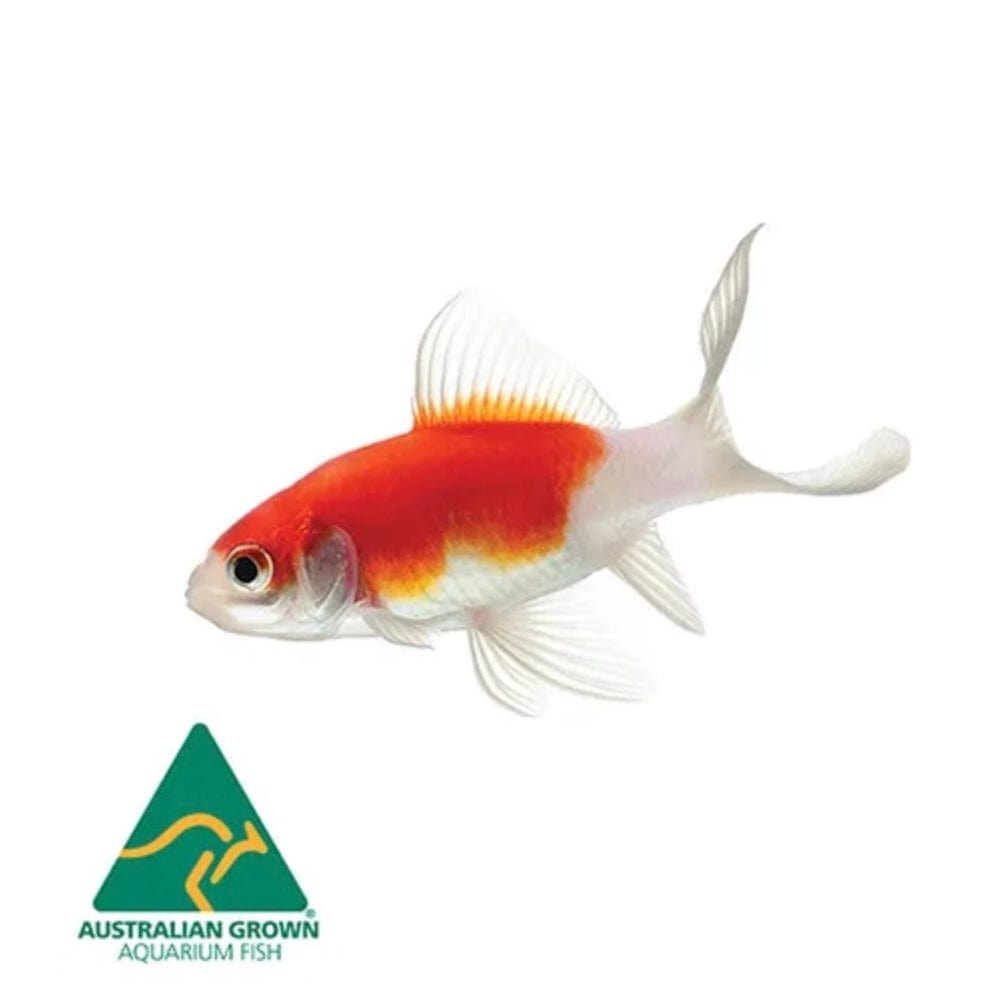 the-fish-farm Goldfish Comet Goldfish - Red & White Red & White Comet Goldfish - The Fish Farm