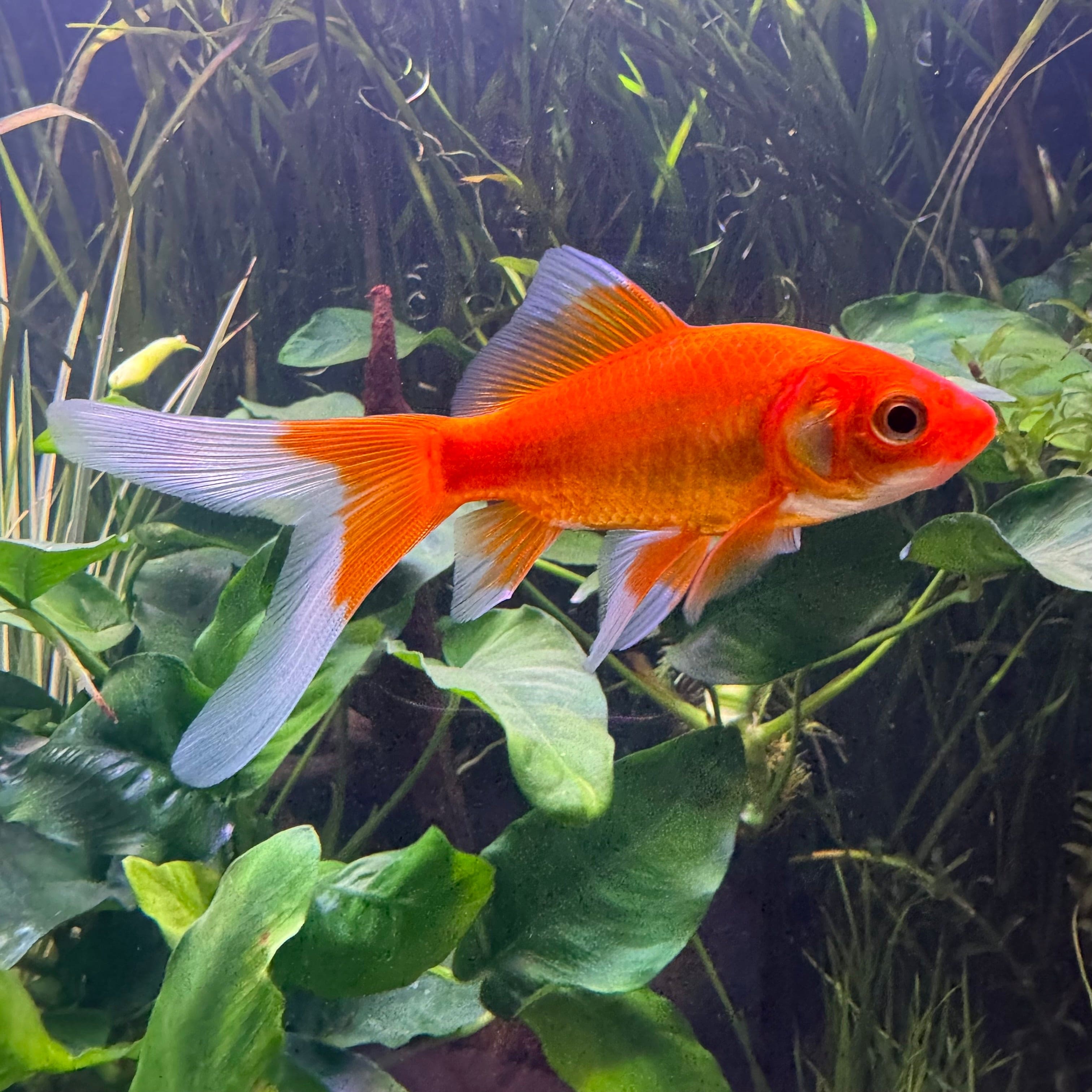 the-fish-farm Goldfish Comet Goldfish - Red & White Red & White Comet Goldfish - The Fish Farm