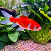 the-fish-farm Goldfish Comet Goldfish - Red & White Red & White Comet Goldfish - The Fish Farm