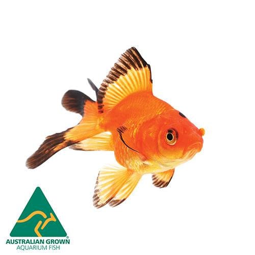 the-fish-farm Goldfish Fantail Goldfish - Assorted Colours Fantail Goldfish - Assorted Colours - The Fish Farm