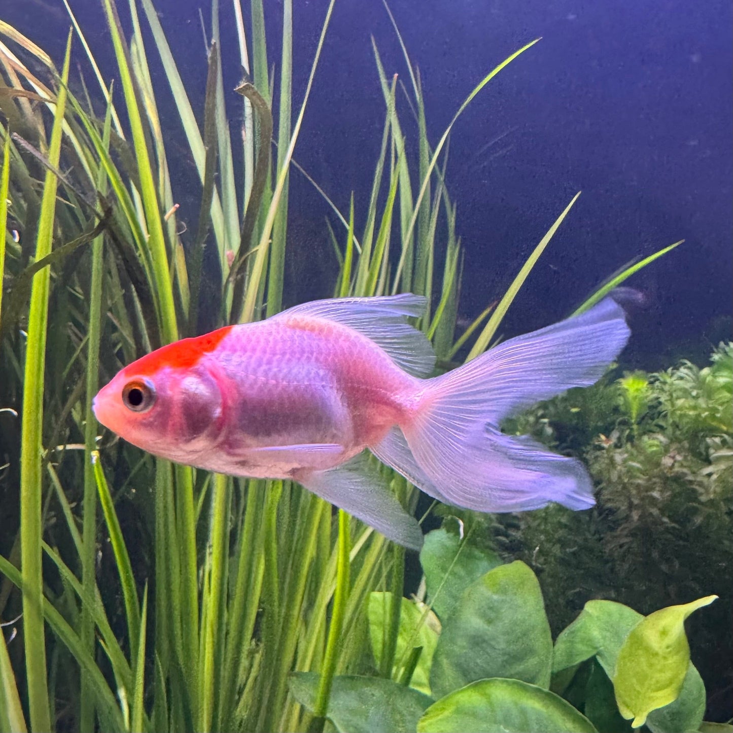 the-fish-farm Goldfish Fantail Goldfish - Assorted Colours Fantail Goldfish - Assorted Colours - The Fish Farm