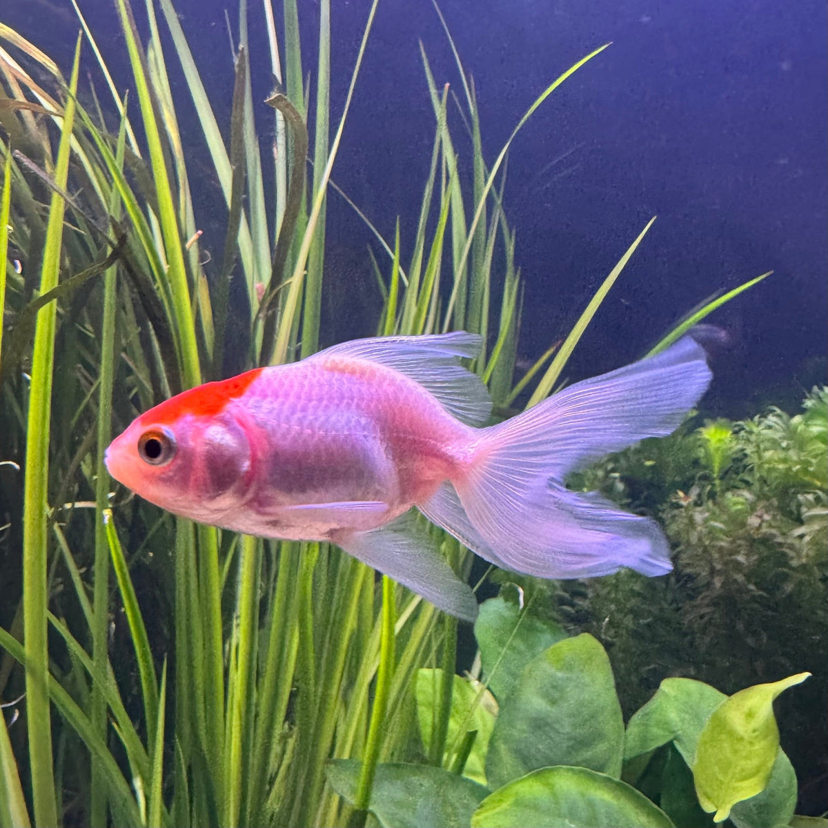 Fantail Goldfish - Assorted Colours - The Fish Farm