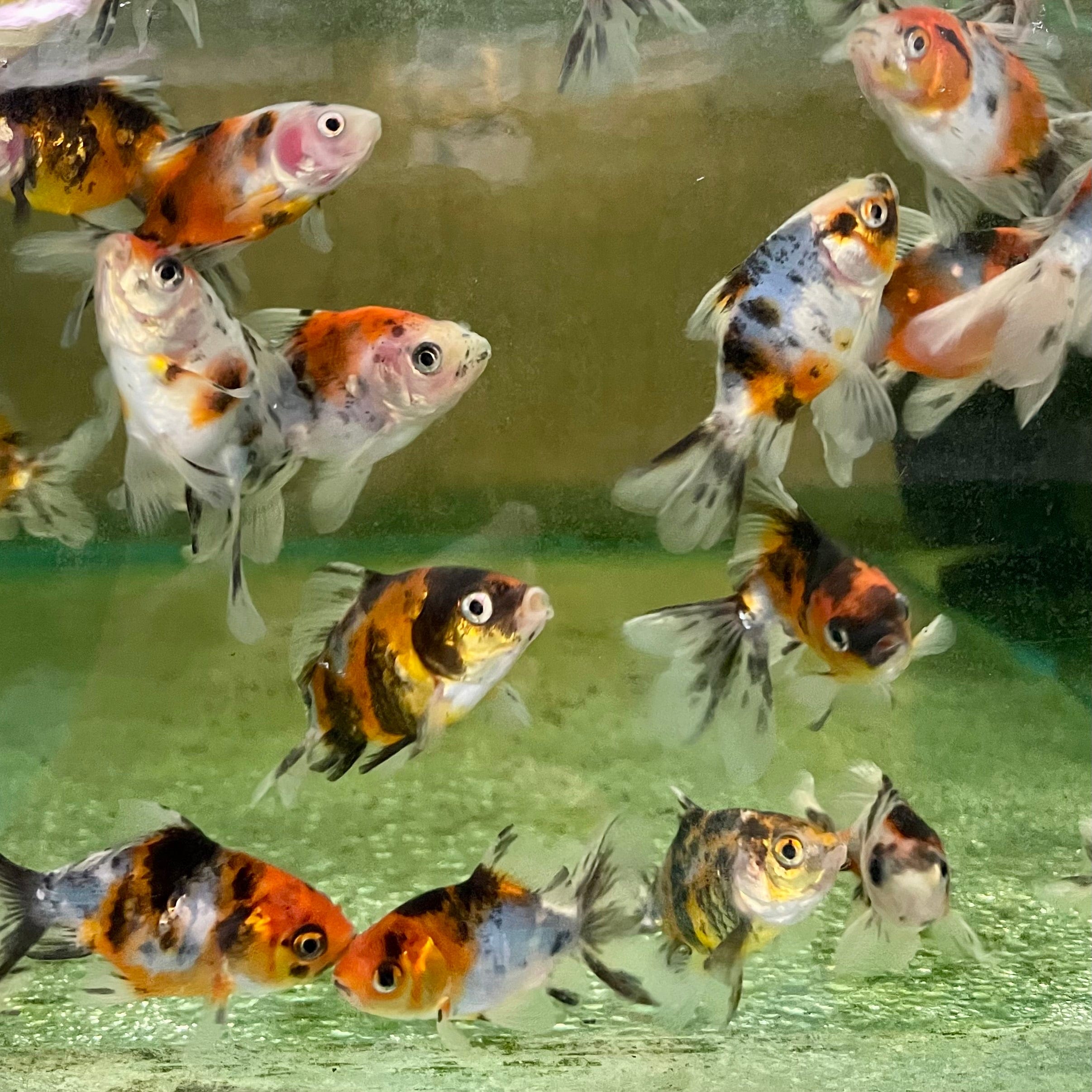 the-fish-farm Goldfish Fantail Goldfish - Calico Fantail Goldfish - Calico - The Fish Farm