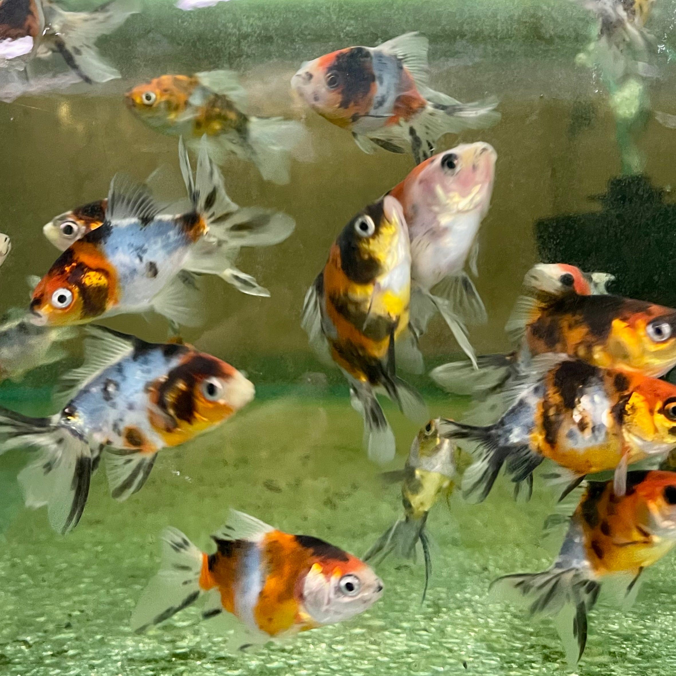 the-fish-farm Goldfish Fantail Goldfish - Calico Fantail Goldfish - Calico - The Fish Farm