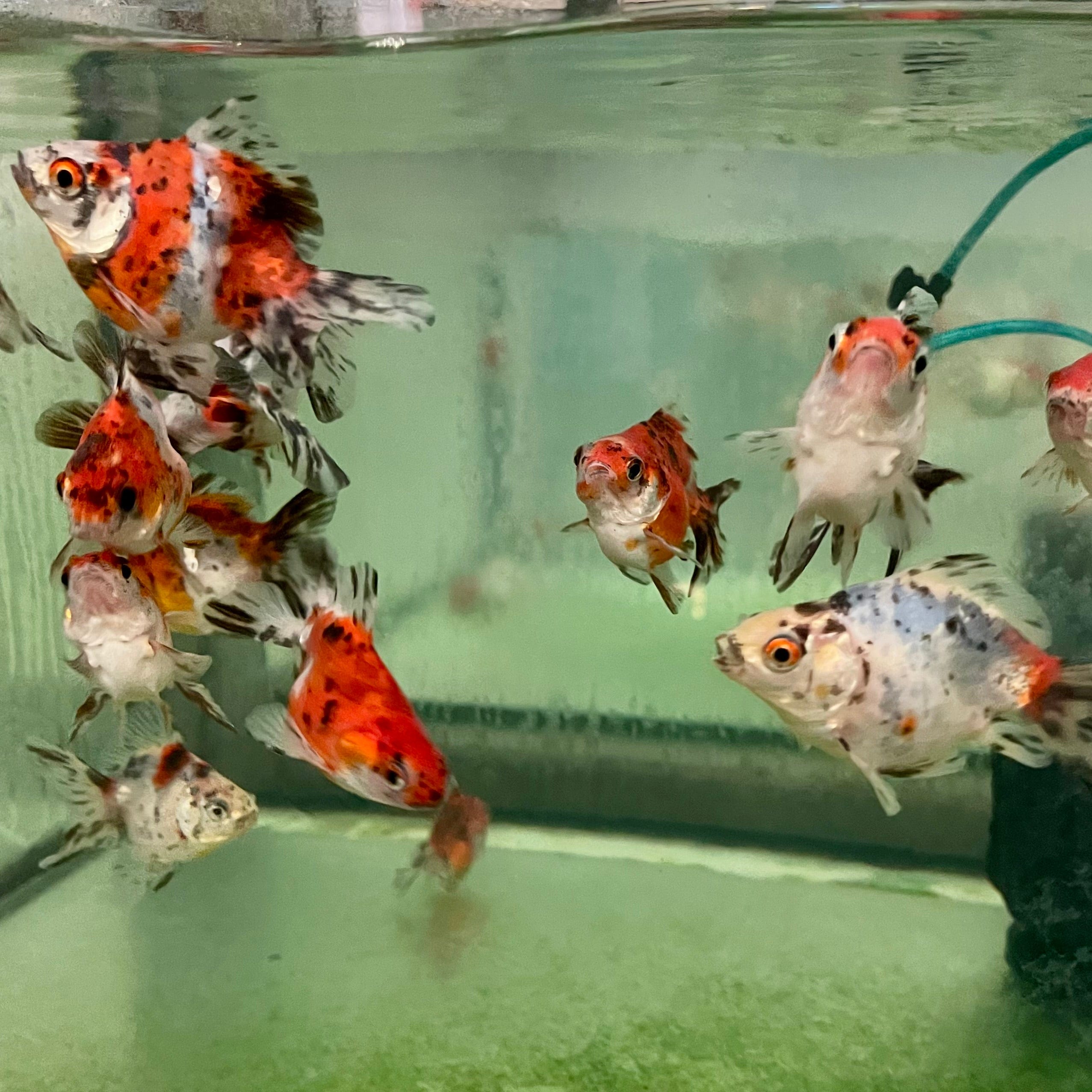 the-fish-farm Goldfish Fantail Goldfish - Calico Fantail Goldfish - Calico - The Fish Farm