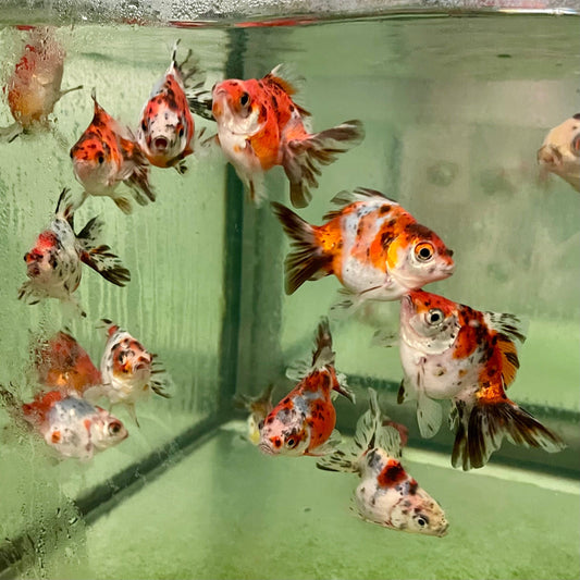 the-fish-farm Goldfish Fantail Goldfish - Calico Fantail Goldfish - Calico - The Fish Farm