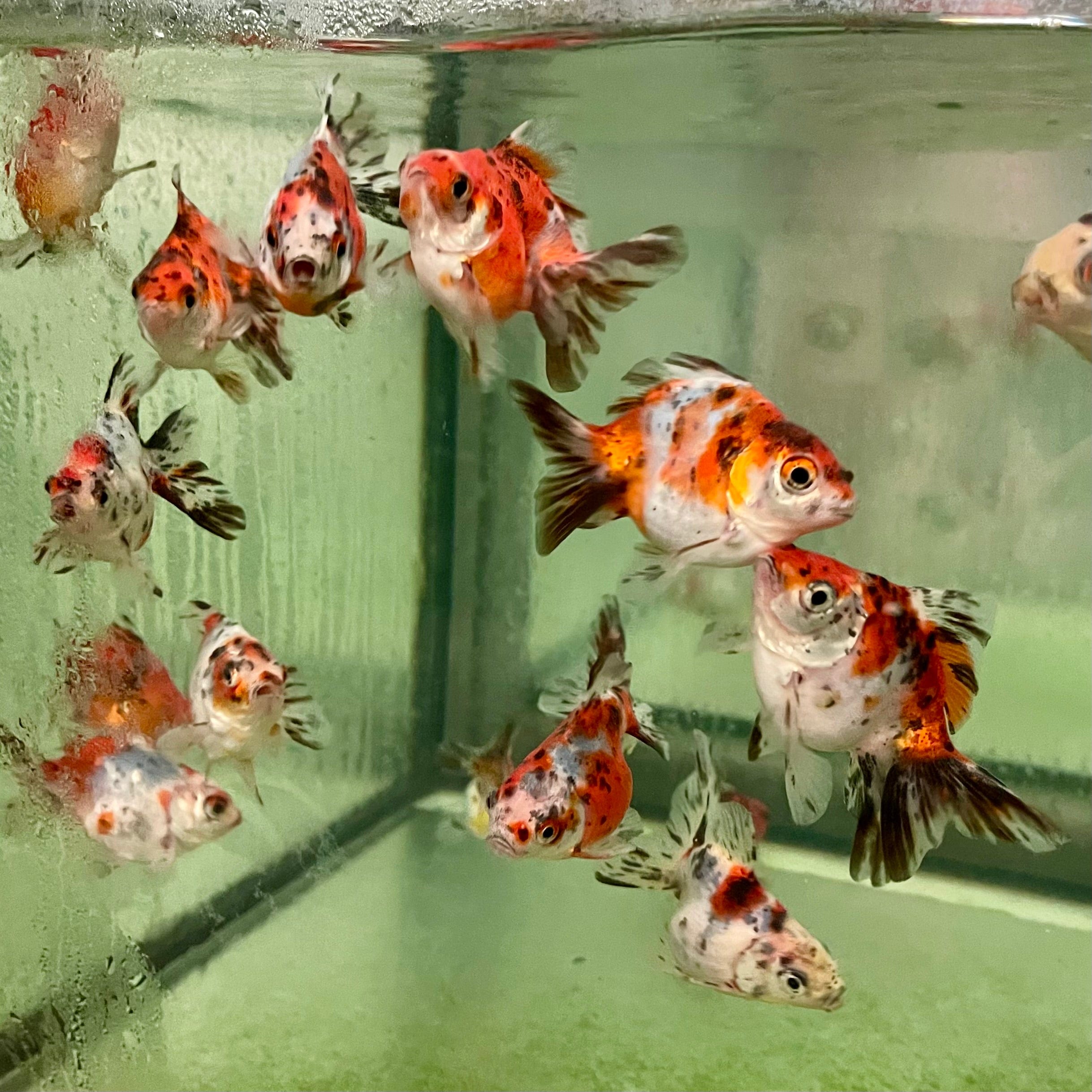 the-fish-farm Goldfish Fantail Goldfish - Calico Fantail Goldfish - Calico - The Fish Farm