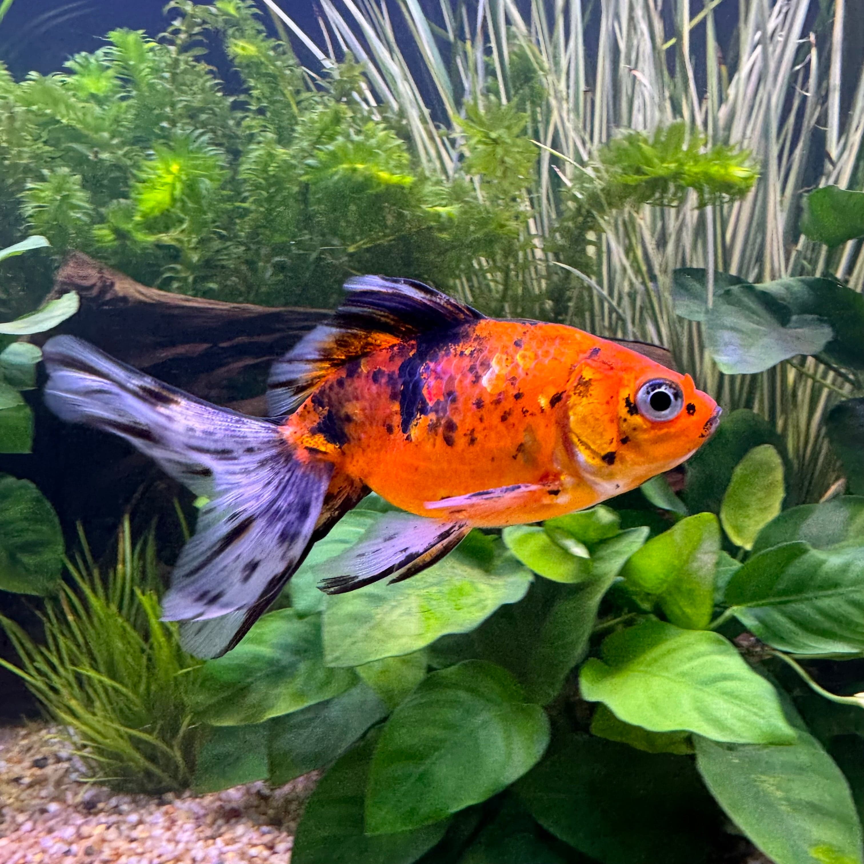 the-fish-farm Goldfish Fantail Goldfish - Calico 5cm Calico Fantail 5cm  - The Fish Farm