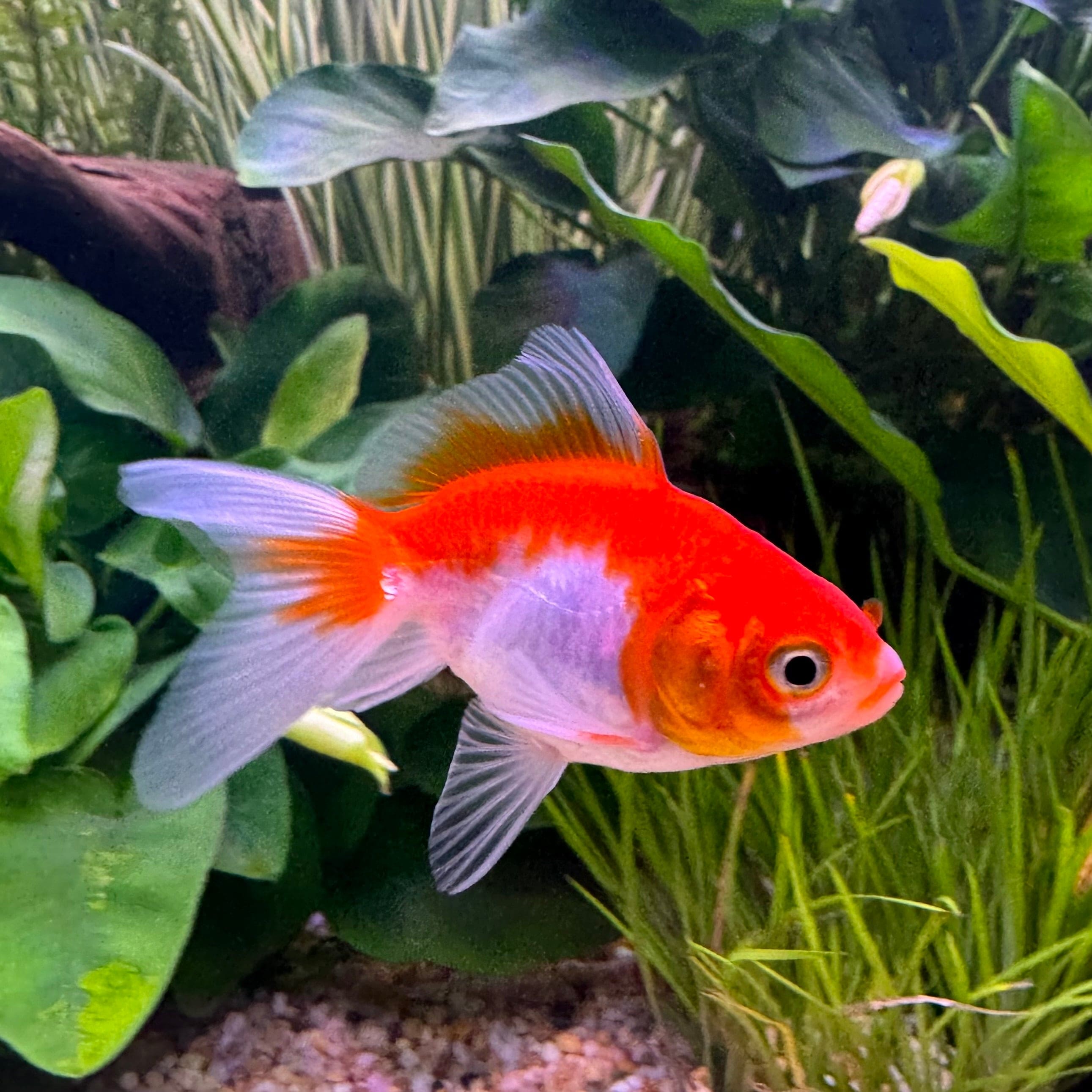 the-fish-farm Goldfish Fantail Goldfish - Red & White Fantail Goldfish - Red & White - The Fish Farm