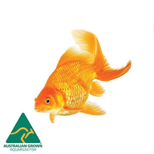 the-fish-farm Goldfish Nymph Goldfish - Assorted Colours Nymph Goldfish - The Fish Farm