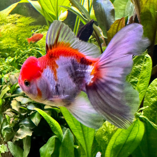 the-fish-farm Goldfish Oranda Goldfish - Assorted Colours