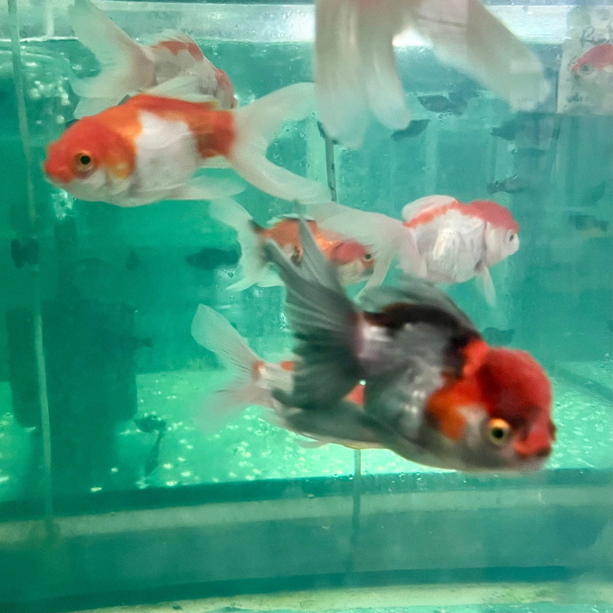 Oranda Types Oranda Goldfish - Assorted Colours - The Fish Farm