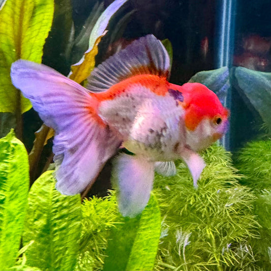 the-fish-farm Goldfish Oranda Goldfish - Assorted Colours