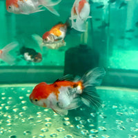 the-fish-farm Goldfish Oranda Goldfish - Assorted Colours