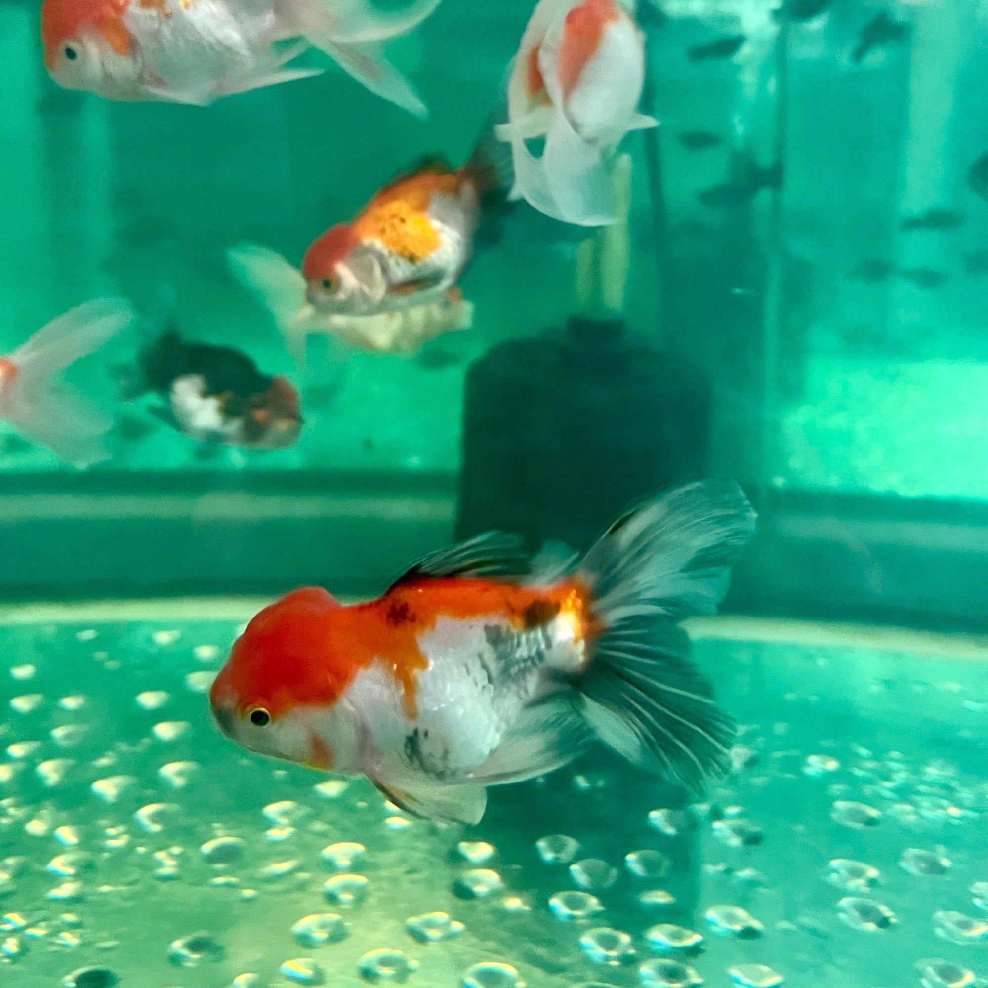 Assorted Oranda Australian Goldfish - The Fish Farm