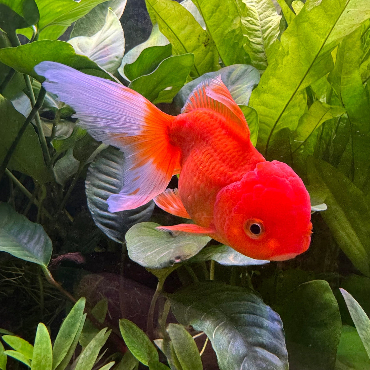 Assorted Oranda Oranda Goldfish - Assorted Colours - The Fish Farm