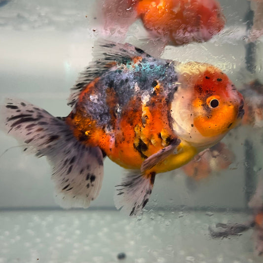 the-fish-farm Goldfish Oranda Goldfish - Calico Oranda Goldfish - Calico - The Fish Farm Australia