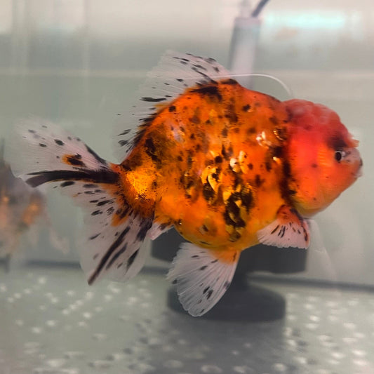 the-fish-farm Goldfish Oranda Goldfish - Calico Oranda Goldfish - Calico - The Fish Farm Australia