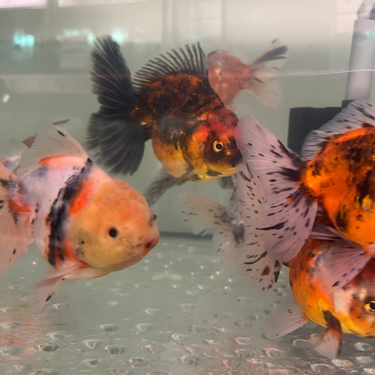 Oranda Goldfish - Calico - The Fish Farm Australia