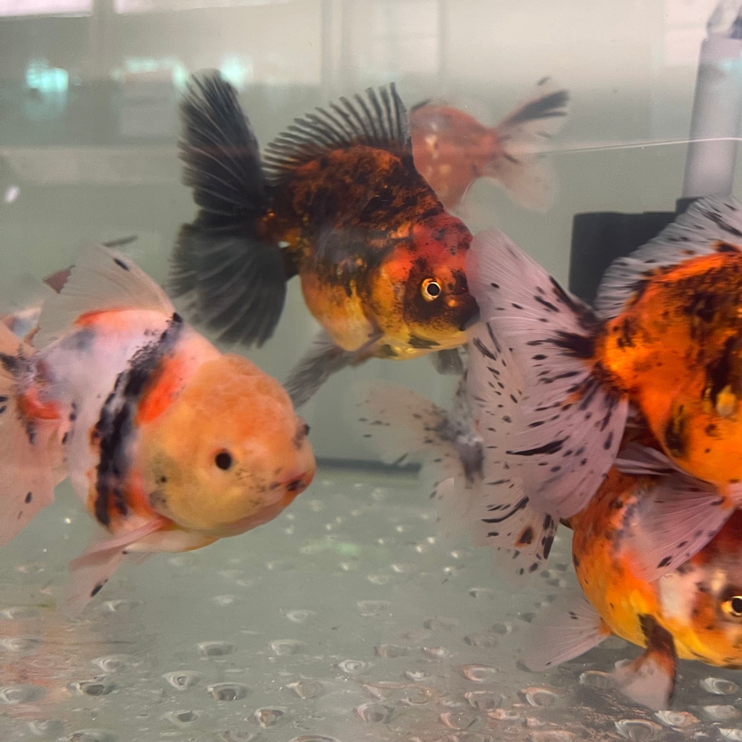 the-fish-farm Goldfish Oranda Goldfish - Calico Oranda Goldfish - Calico - The Fish Farm Australia