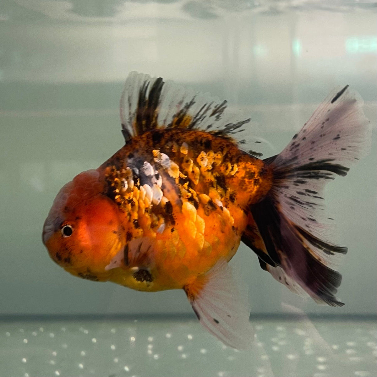 Oranda Goldfish - Calico - The Fish Farm Australia