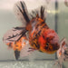 the-fish-farm Goldfish Oranda Goldfish - Calico Oranda Goldfish - Calico - The Fish Farm Australia