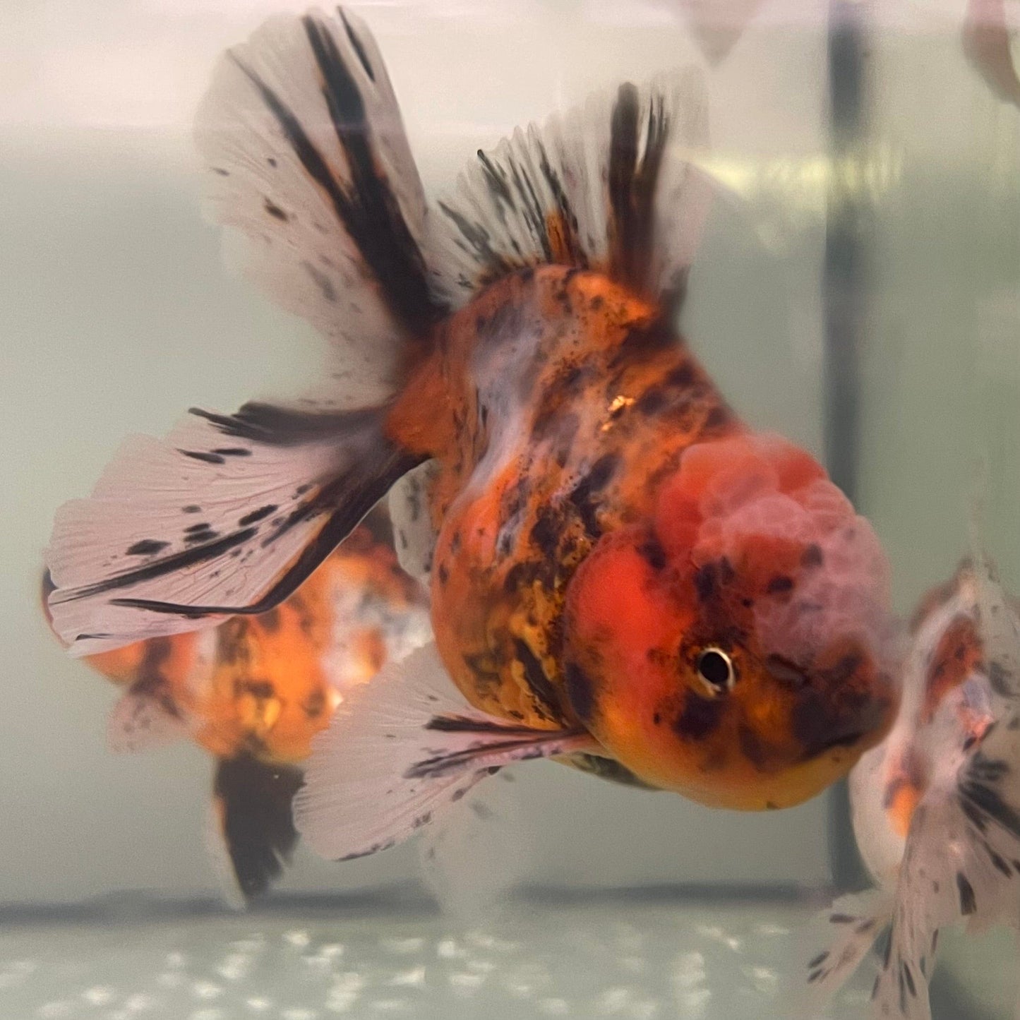 the-fish-farm Goldfish Oranda Goldfish - Calico Oranda Goldfish - Calico - The Fish Farm Australia