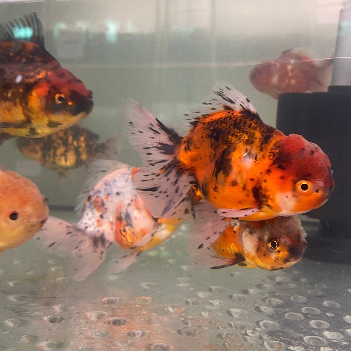 the-fish-farm Goldfish Oranda Goldfish - Calico Oranda Goldfish - Calico - The Fish Farm Australia