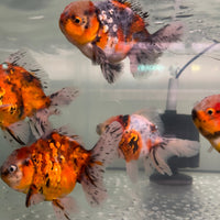 the-fish-farm Goldfish Oranda Goldfish - Calico Oranda Goldfish - Calico - The Fish Farm Australia