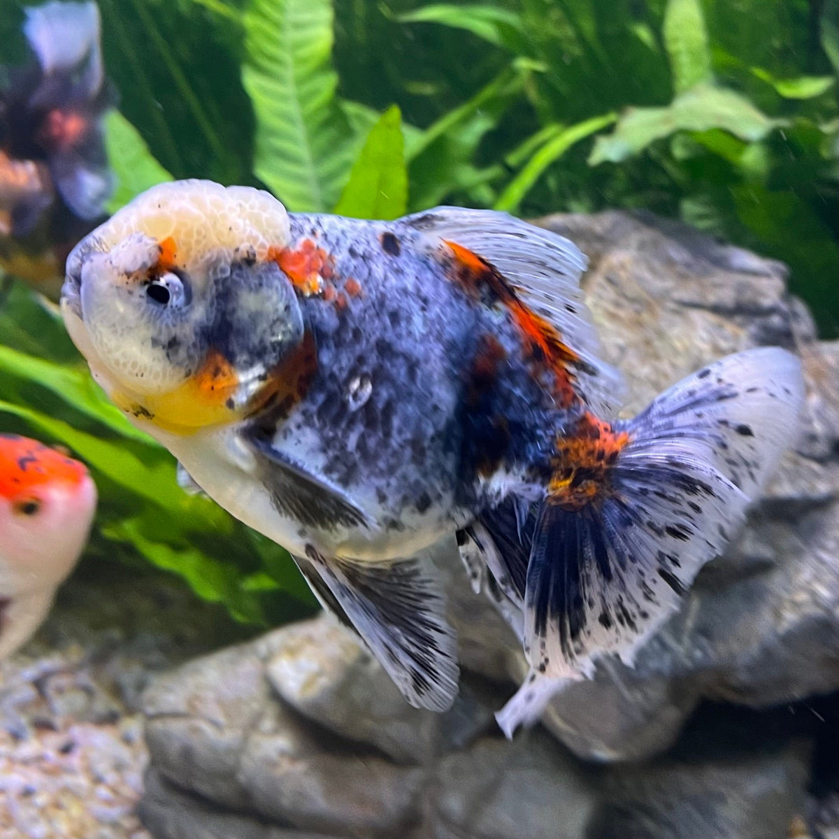 Calligo Fish Oranda Goldfish - Calico - The Fish Farm Australia