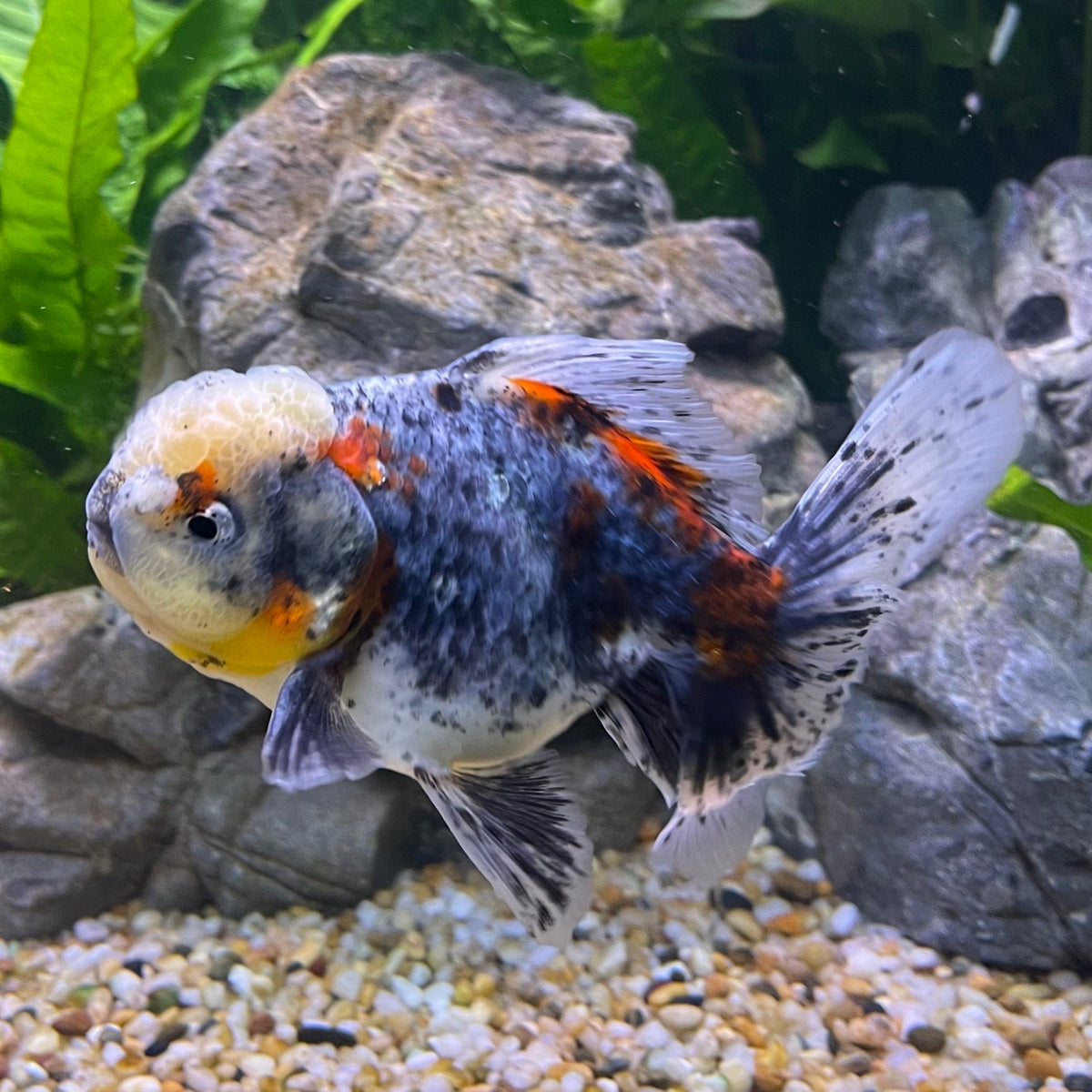 Calligo Fish Oranda Goldfish - Calico - The Fish Farm Australia