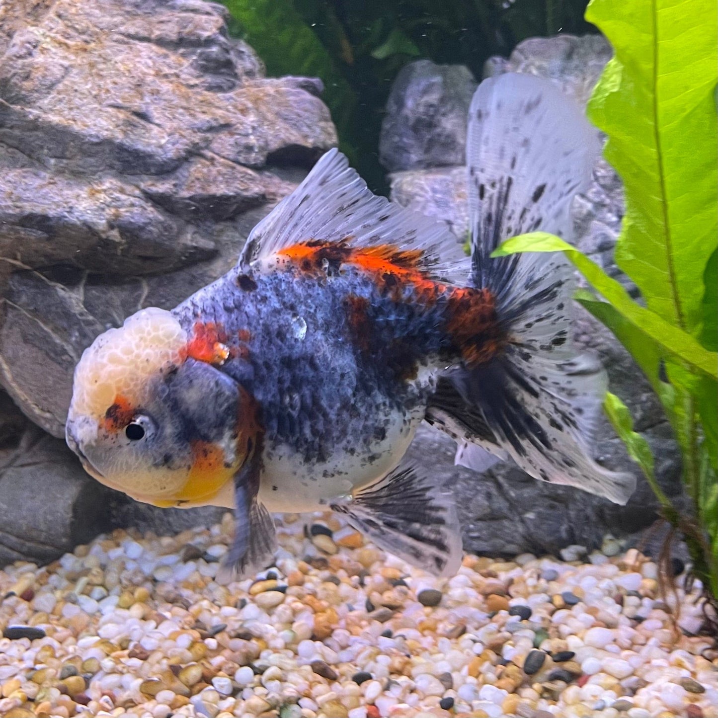 the-fish-farm Goldfish Oranda Goldfish - Calico Oranda Goldfish - Calico - The Fish Farm Australia