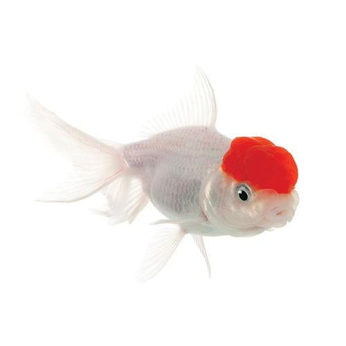 the-fish-farm Goldfish Oranda Goldfish - Red Cap