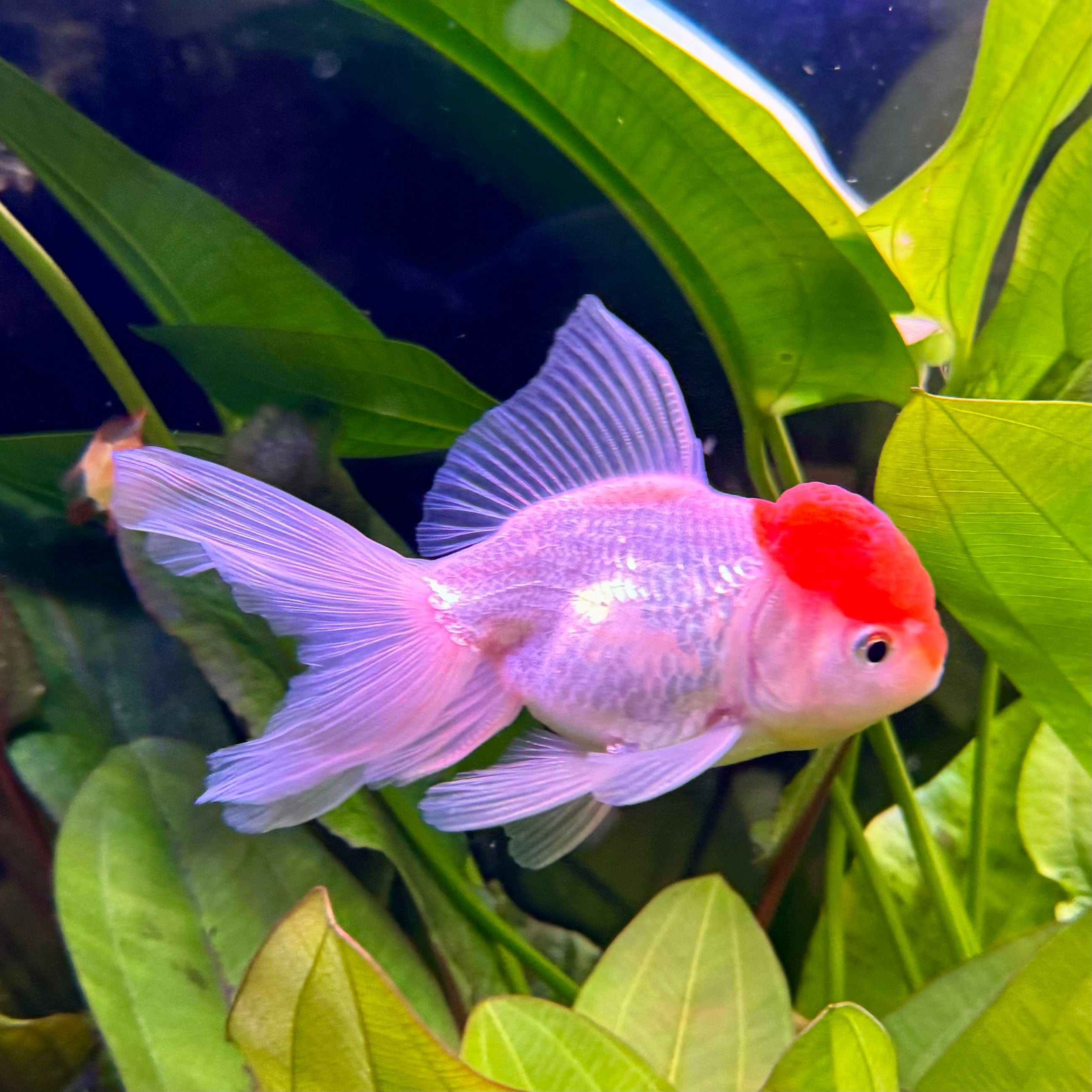 the-fish-farm Goldfish Oranda Goldfish - Red Cap