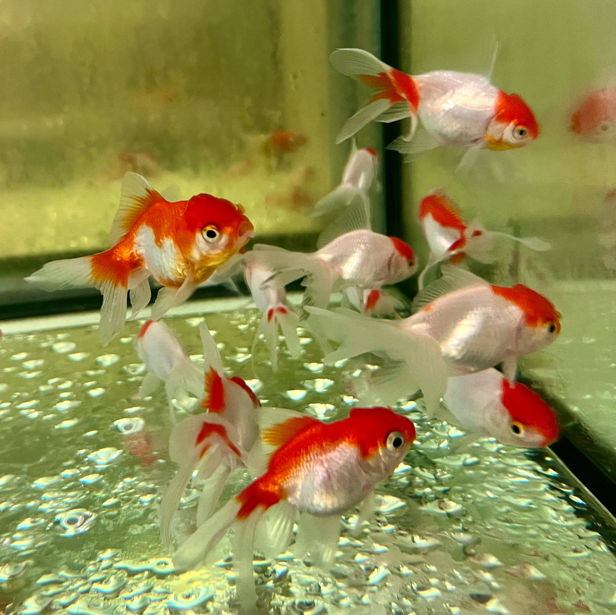 the-fish-farm Goldfish Oranda Goldfish - Red & White Red & White Oranda Goldfish - The Fish Farm